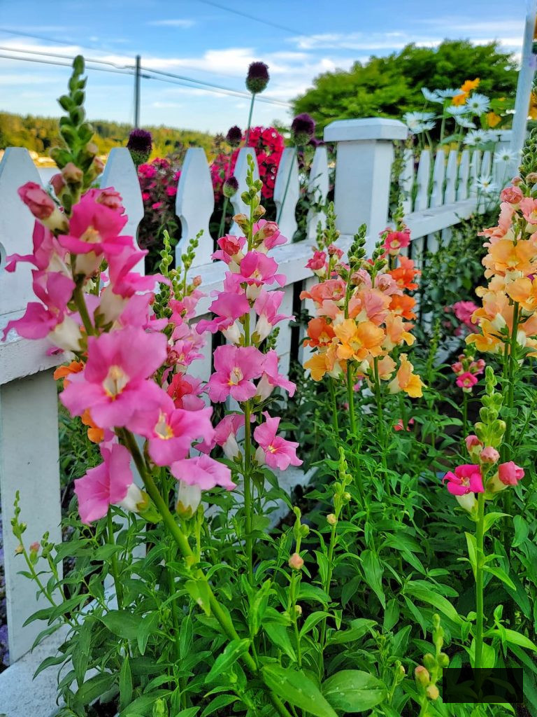 pink and orange Chantilly mix snapdragons in the cut flower garden