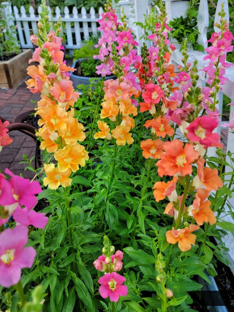  pink, coral, and orange snapdragons blooming in the summer garden