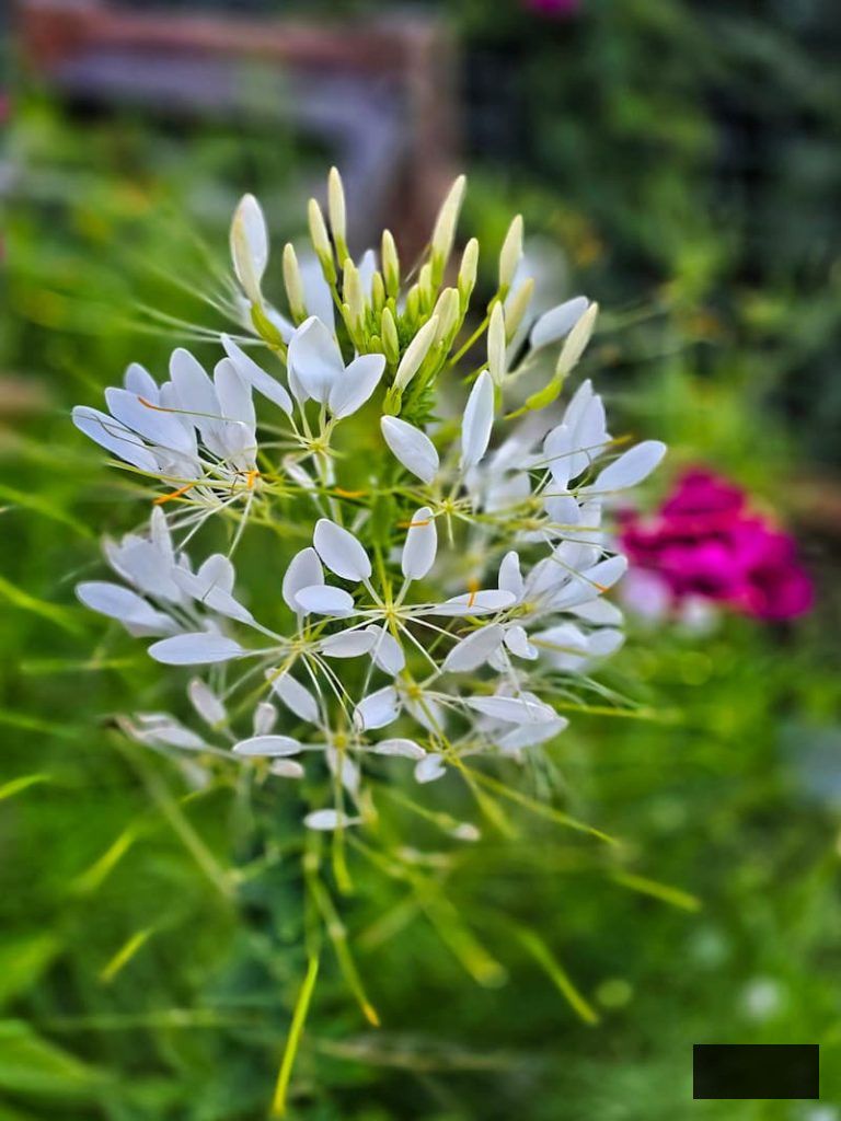 cream spider flower in the garden