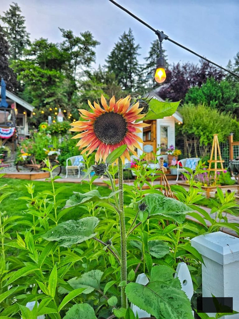 sunflower flourishing in the summer garden