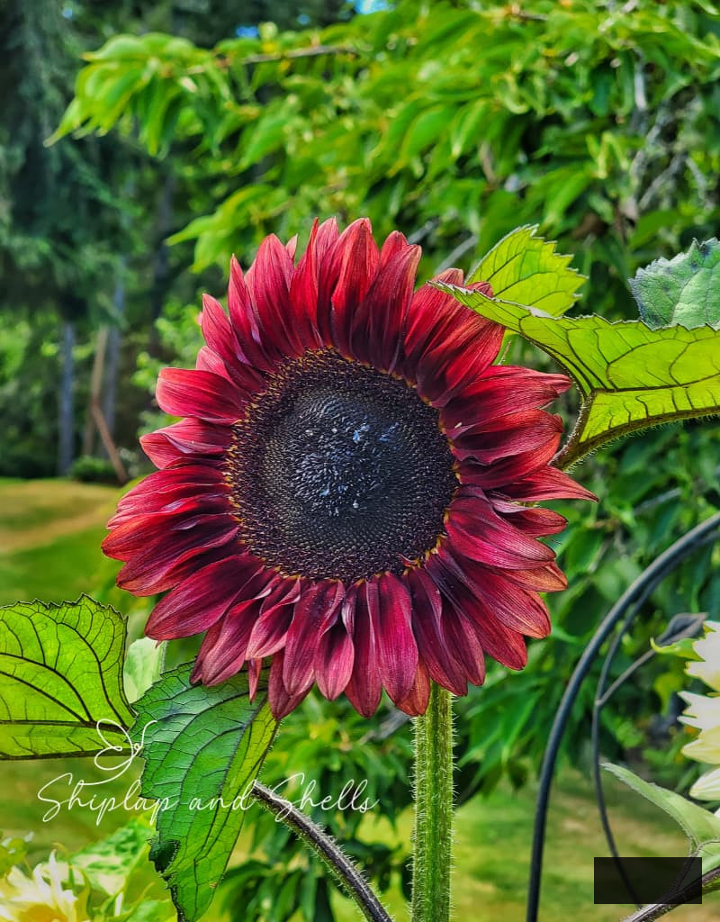 procut red sunflower in the cut flower garden