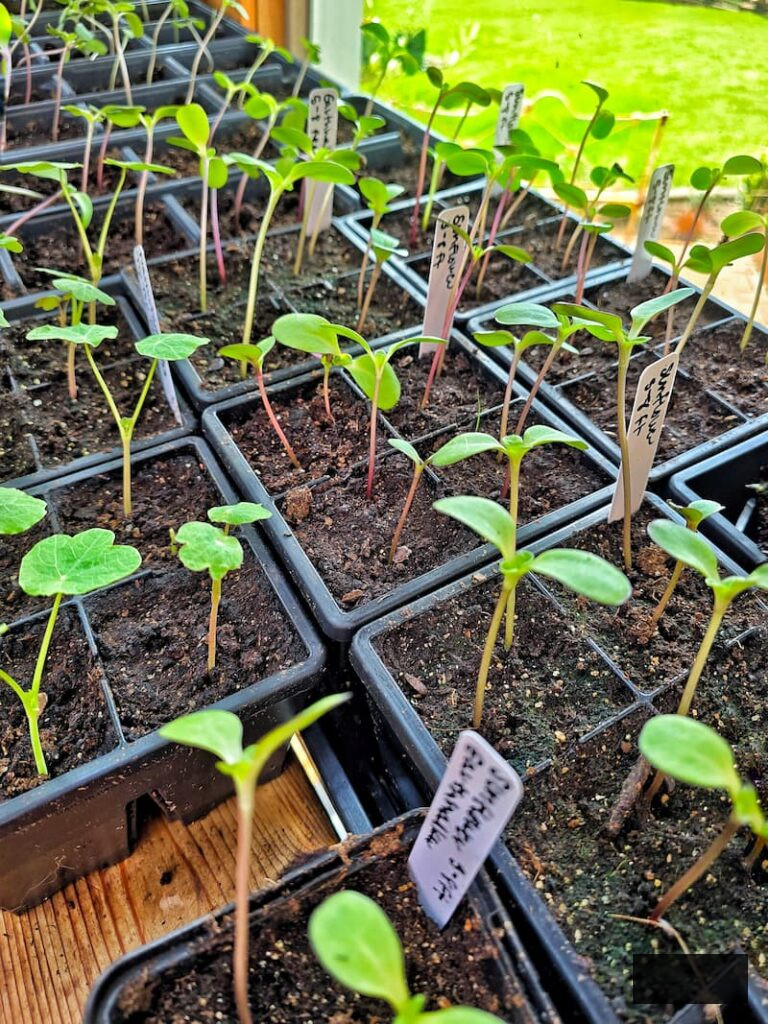 sunflower seedlings flourishing in the greenhouse
