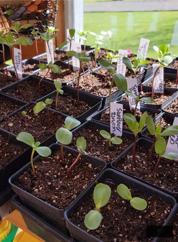 sunflower seedlings growing in the greenhouse