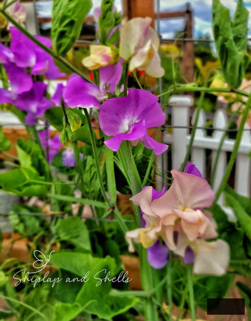 purple and pale pink sweet peas growing on the trellis in the garden