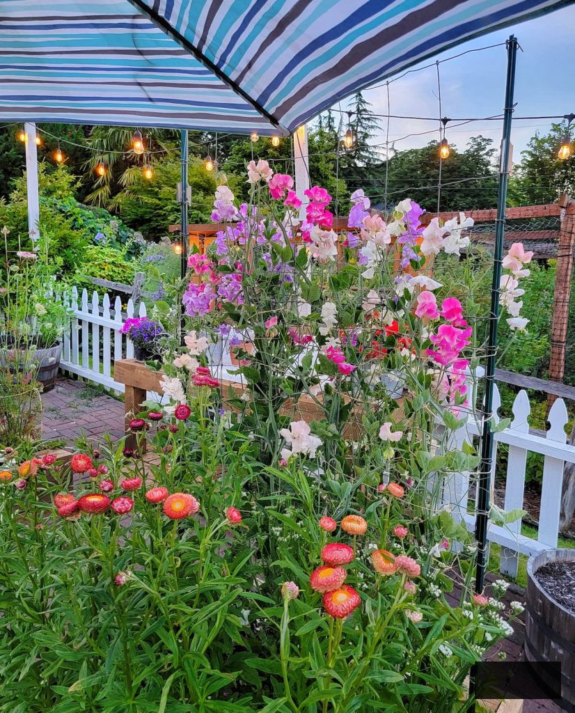 vibrant sweet peas and strawflowers in a garden shaded by an umbrella