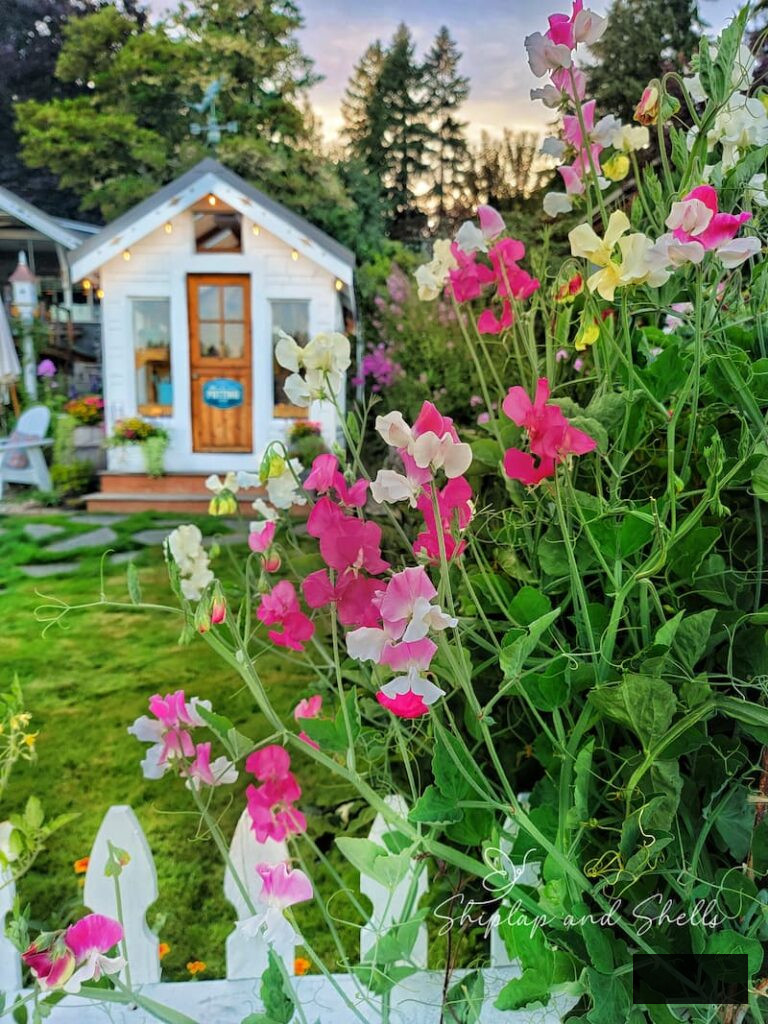 pink and white sweet peas flourishing in the garden in front of the greenhouse