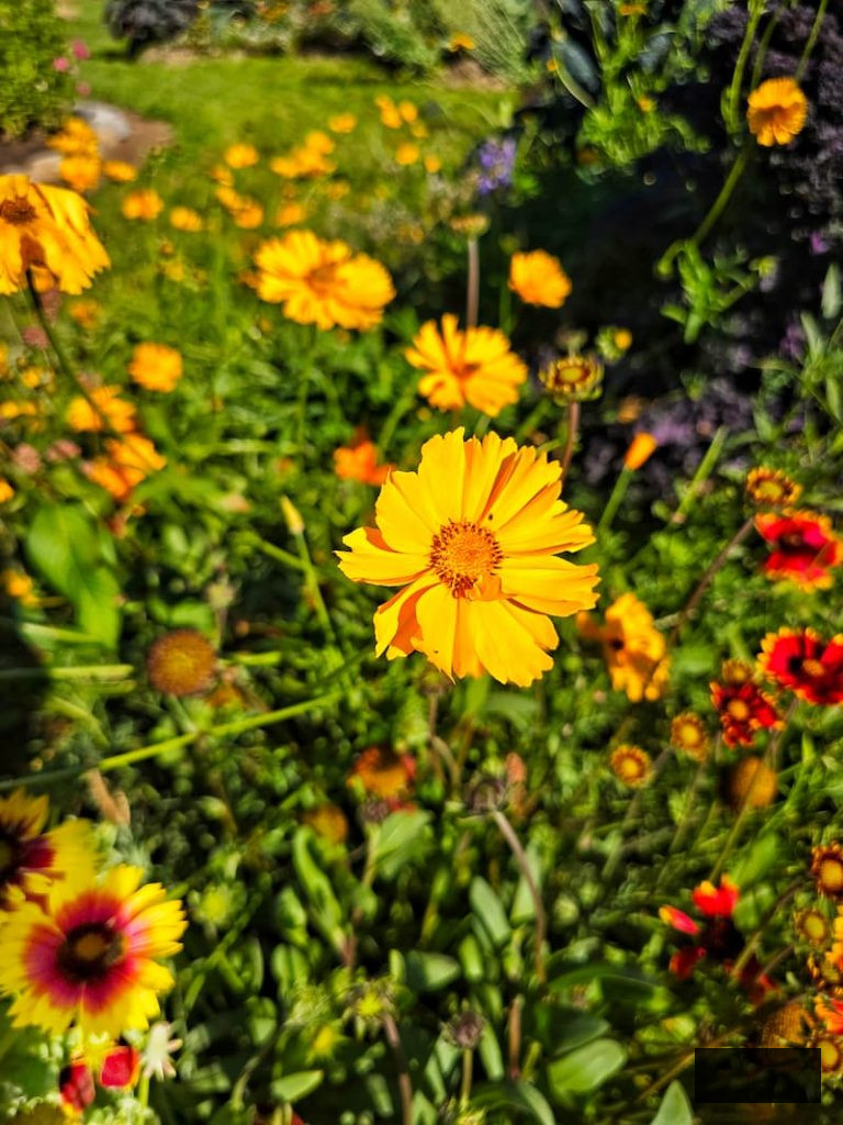  tickseed thriving in the garden
