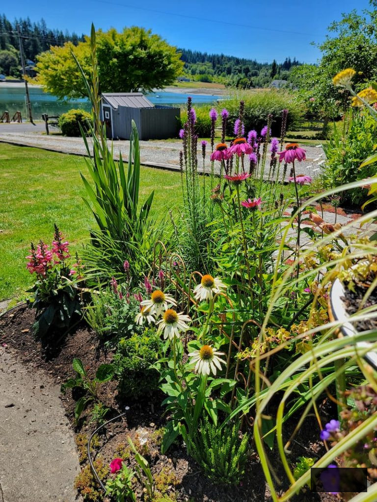 coneflowers and blazing star flourishing in the summer garden