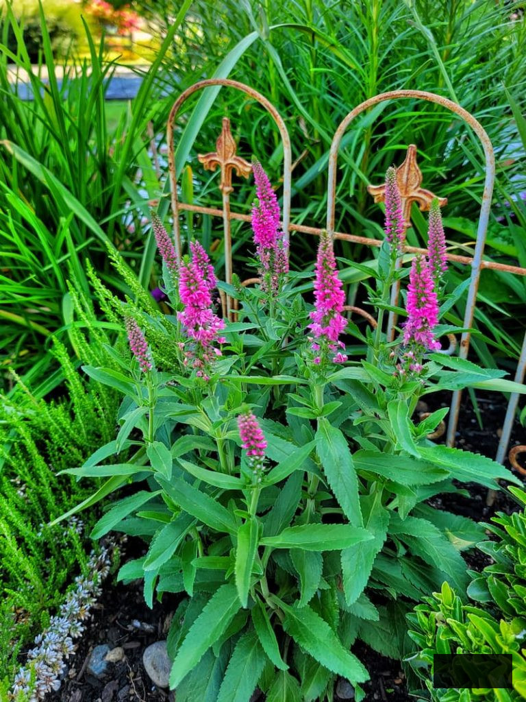 fuchsia veronica flourishing in the cottage garden