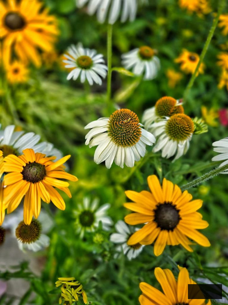 yellow black-eyed Susans and white coneflowers in the garden