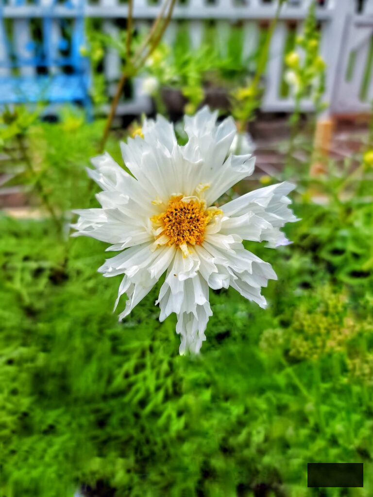 white cosmos flourishing in the garden