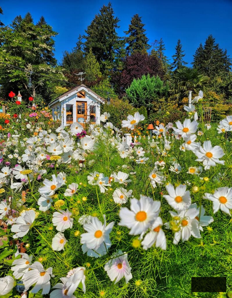 white cosmos flourishing in the summer cut flower garden