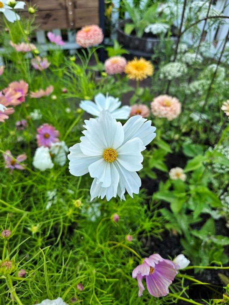 white cosmos flourishing in the cut flower garden with zinnias and other colored cosmos in the background