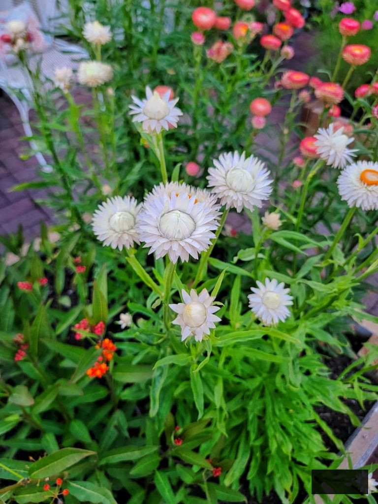 white strawflower thriving in the garden