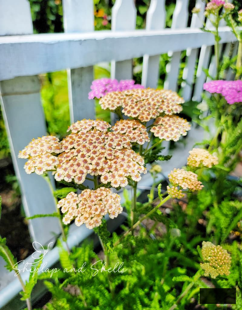 summer berries mix of yarrow growing along the white picket fence garden