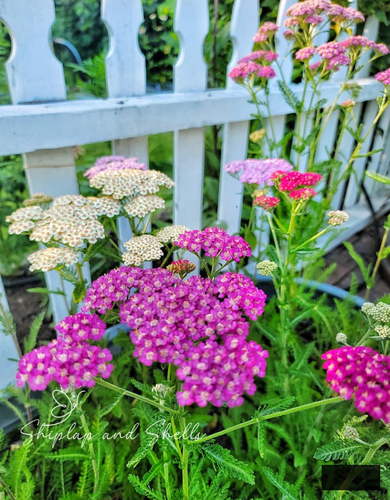 summer berries mix of yarrow growing along the white picket fence garden