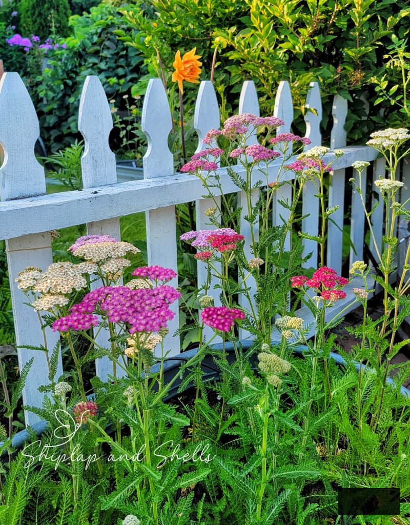 summer berries mix of yarrow growing along the white picket fence garden