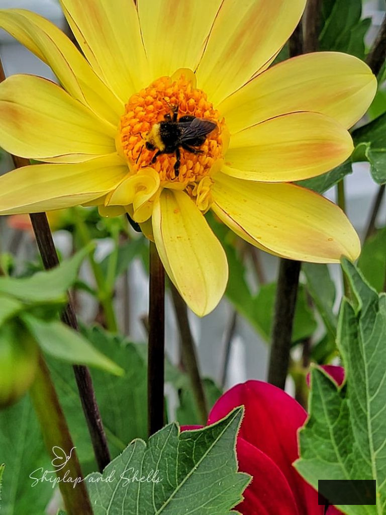 golden dahlia with yellow center and bumblebee pollinating