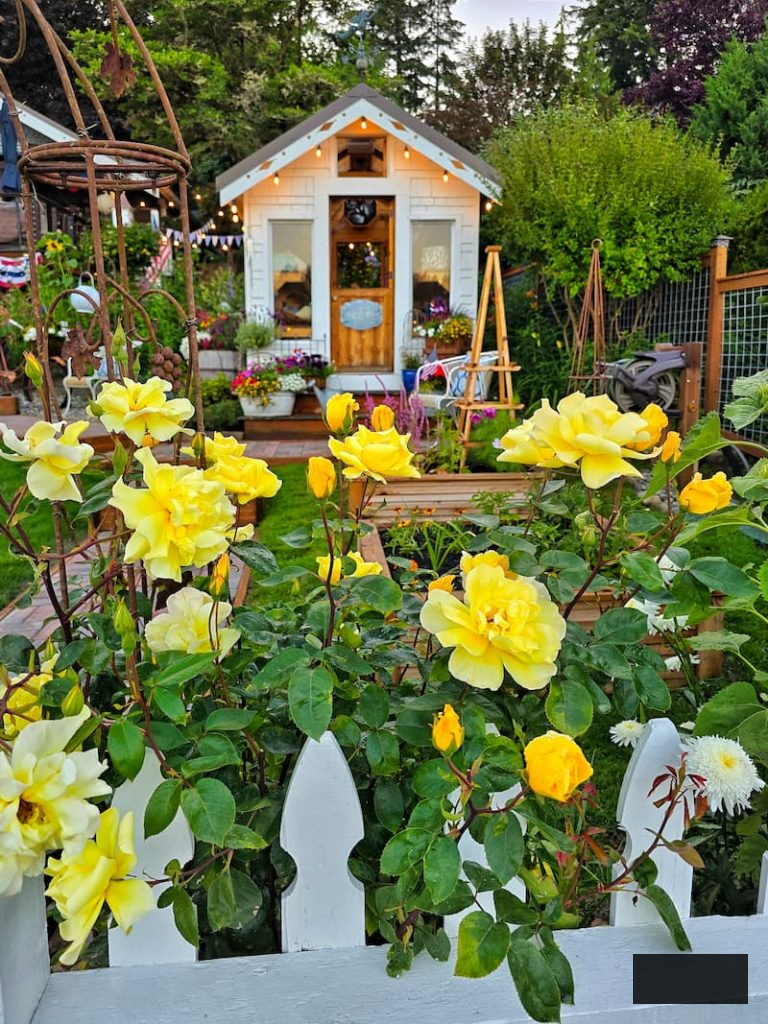 yellow roses growing in front of the greenhouse
