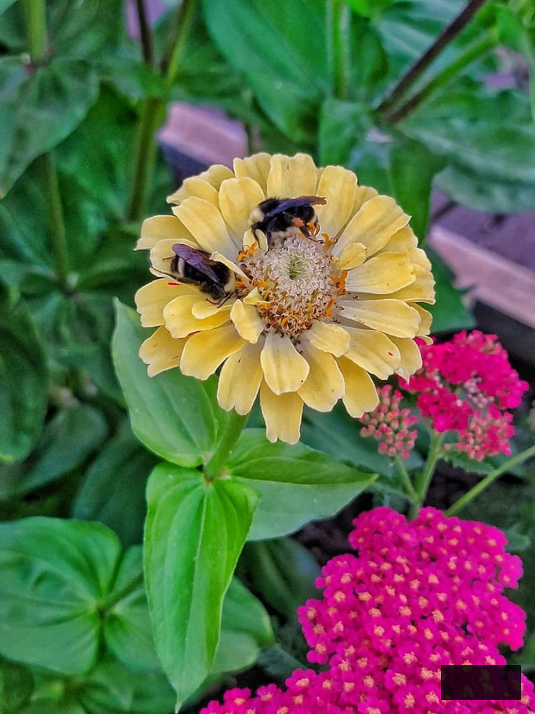 yellow zinnia in the garden bed with bumble bees pollinating