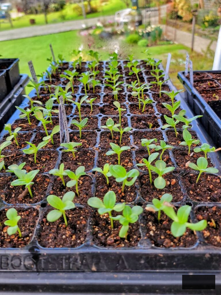 zinnia seedlings in greenhouse