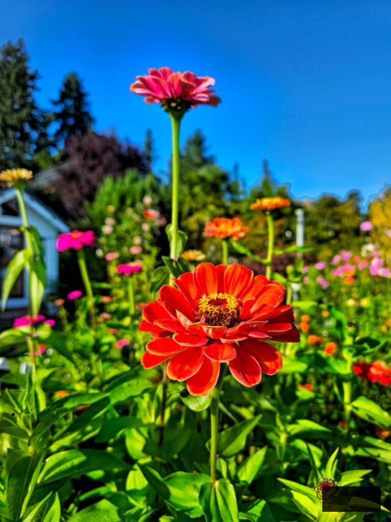 red zinnia in October garden 