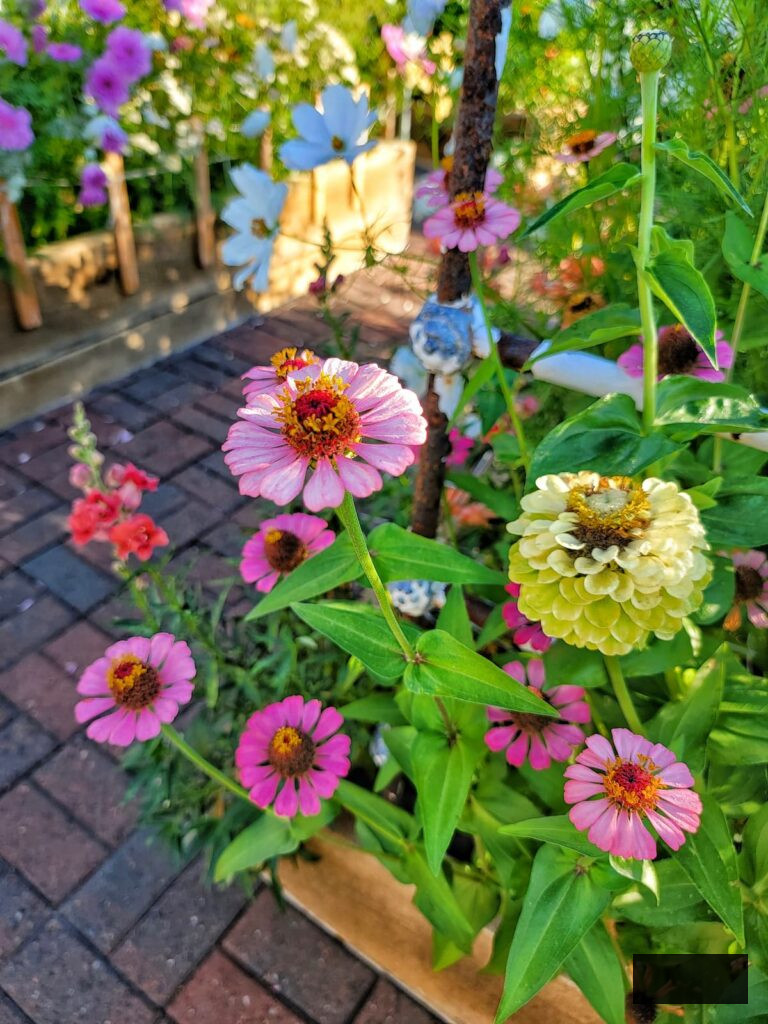 zinnias in the September cut-flower garden 