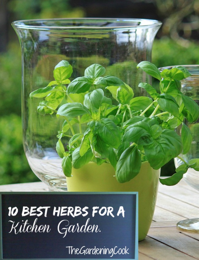 10 Melhores Ervas para Jardins de Cozinha - thegardeningcook.com/10-best-herbs-for-kitchen-gardens