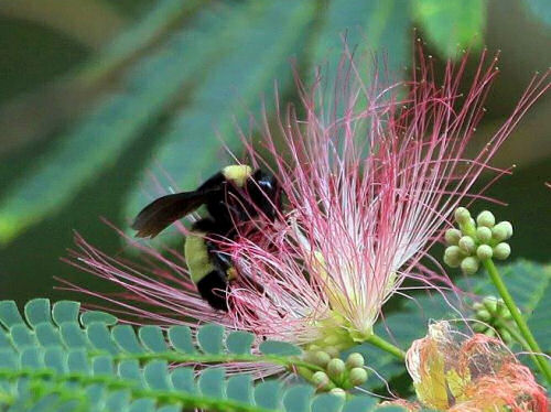 Abelha melífera em flor de Mimosa