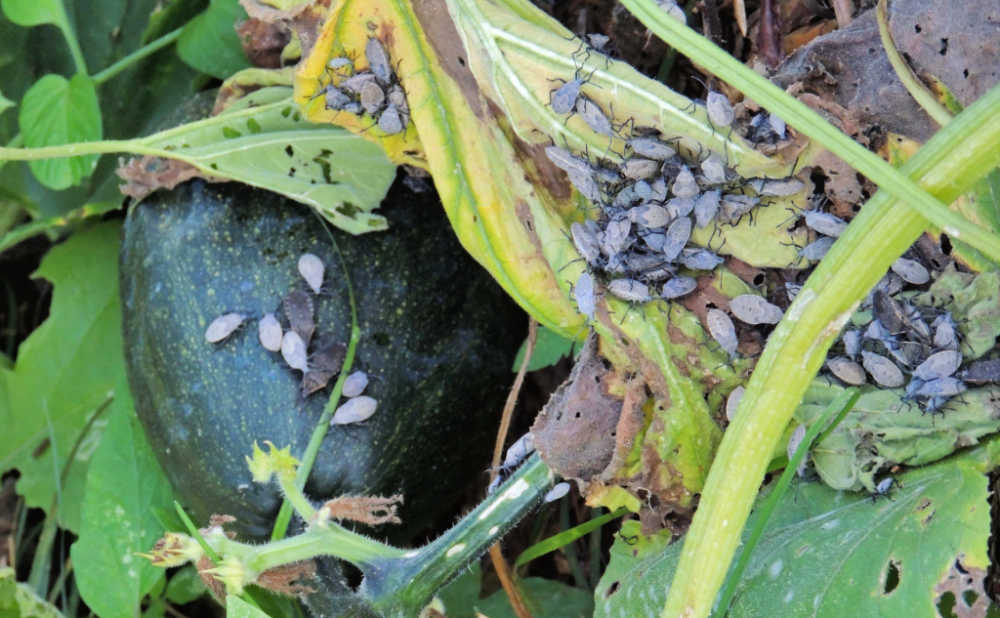 Infestação de percevejos-da-abóbora em uma planta de abóbora verde.