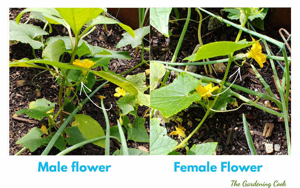 Colagem mostrando flores de pepino masculinas e femininas. Flores femininas têm um pequeno fruto atrás delas.