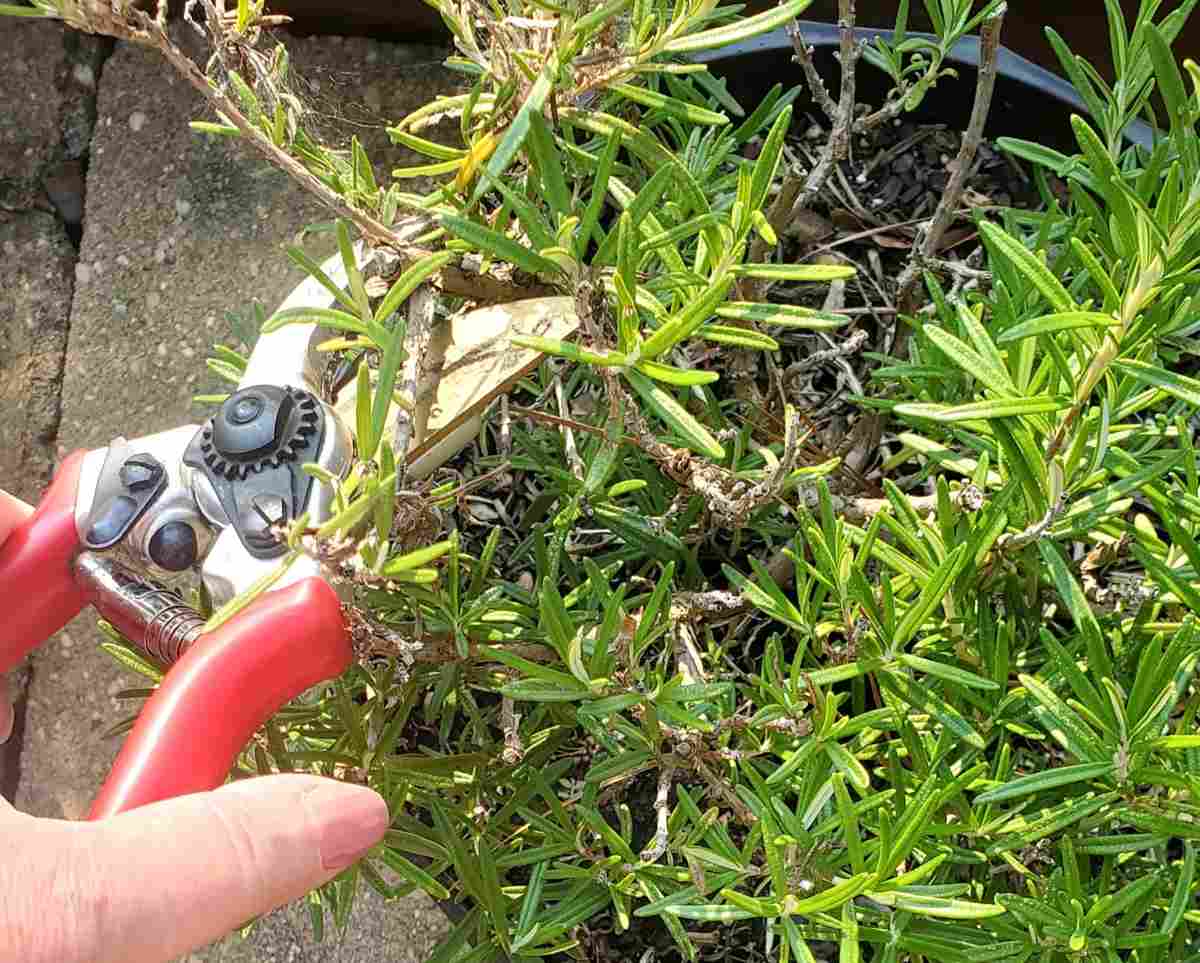 Mão de mulher com tesouras de jardinagem podando ramos lenhosos de alecrim.