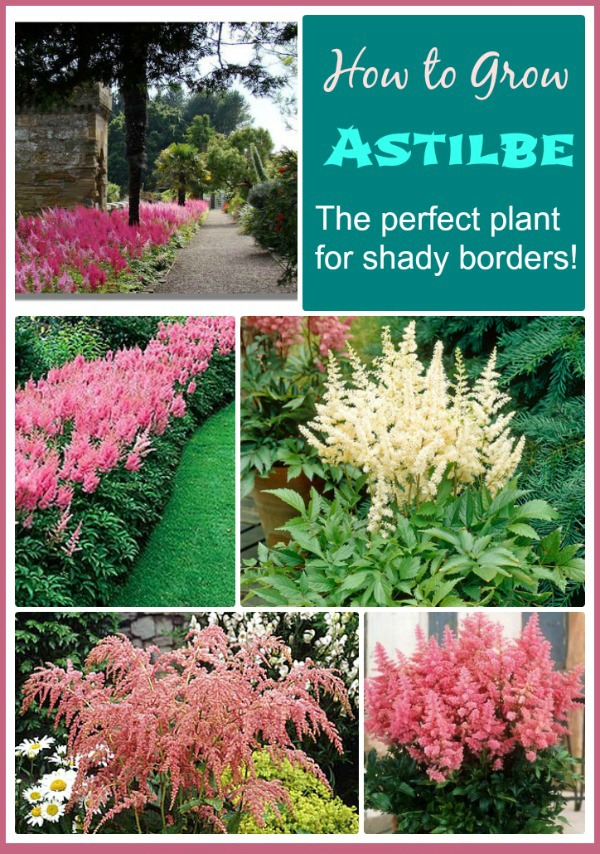 Imagens de astilbe