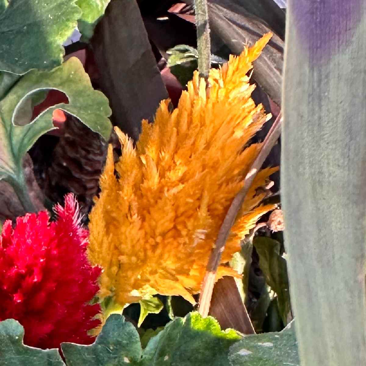 Crista-de-galo plumosa (Celosia argentea) Uma foto em close de uma crista-de-galo plumosa laranja, também conhecida como Celosia argentea, com uma crista-de-galo plumosa vermelha e outras folhagens visíveis.