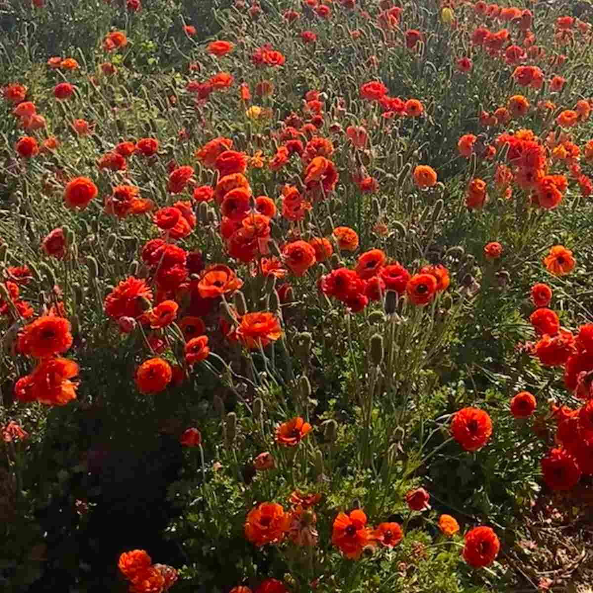 Ranúnculo-persa (Ranunculus asiaticus) Um campo cheio de ranúnculos-persas laranja, também conhecidos botanicamente como Ranunculus asiaticus.