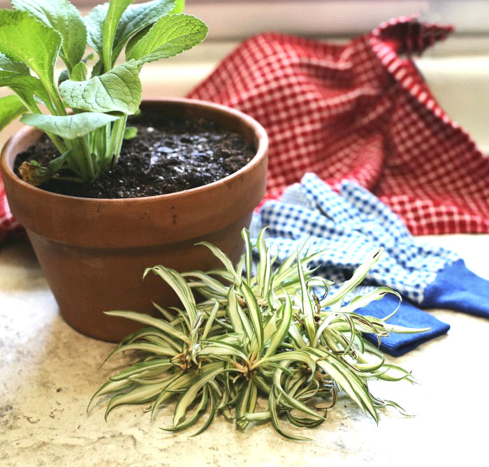 Filhotes de planta aranha e planta de dedaleira