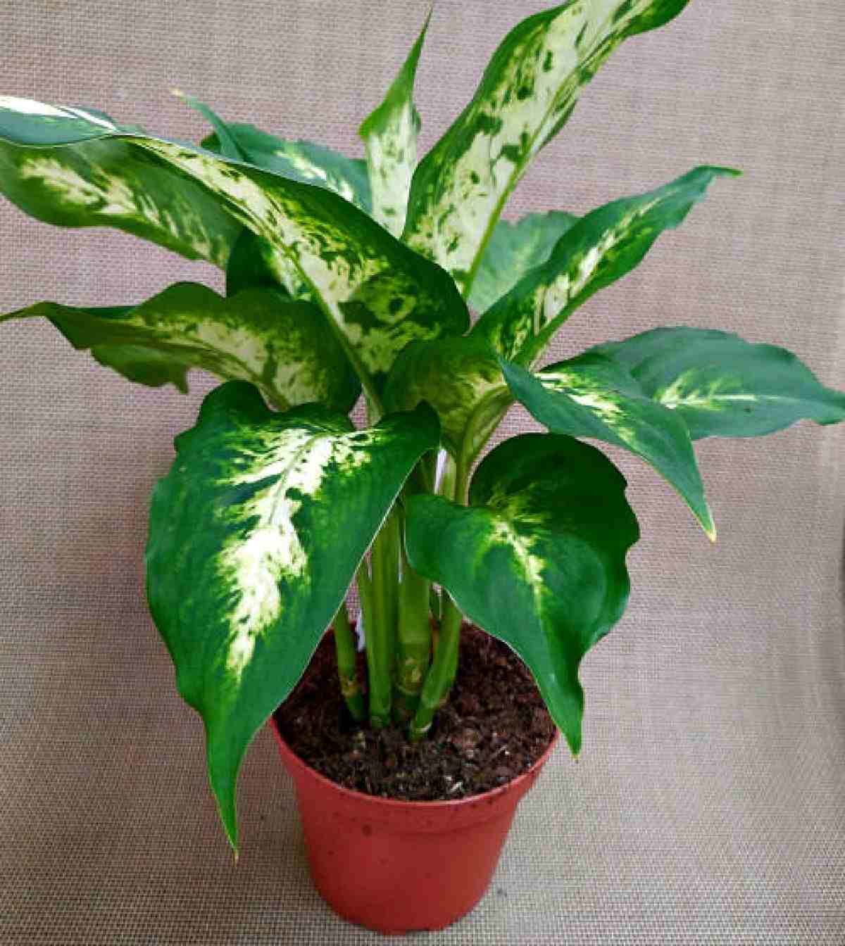 Dieffenbachia em um vaso vermelho.