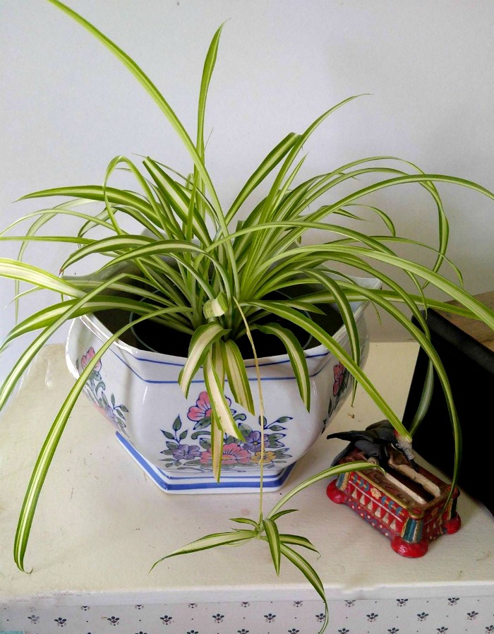 Spider plant em um vaso florido perto de um porta-palitos.