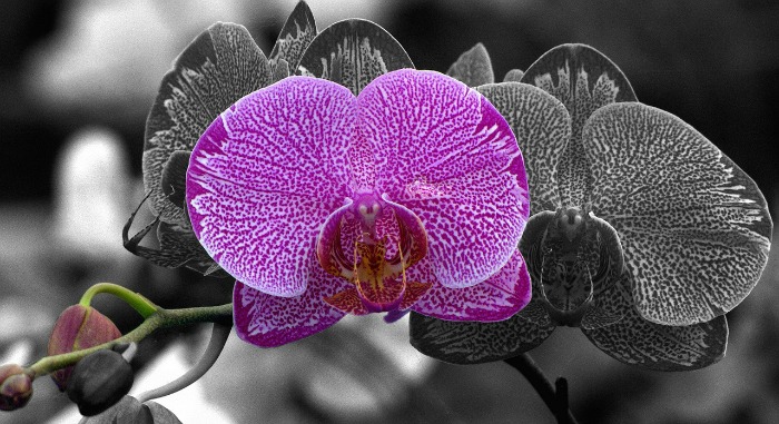 Orquídea Moth é uma boa planta para iniciantes experimentarem