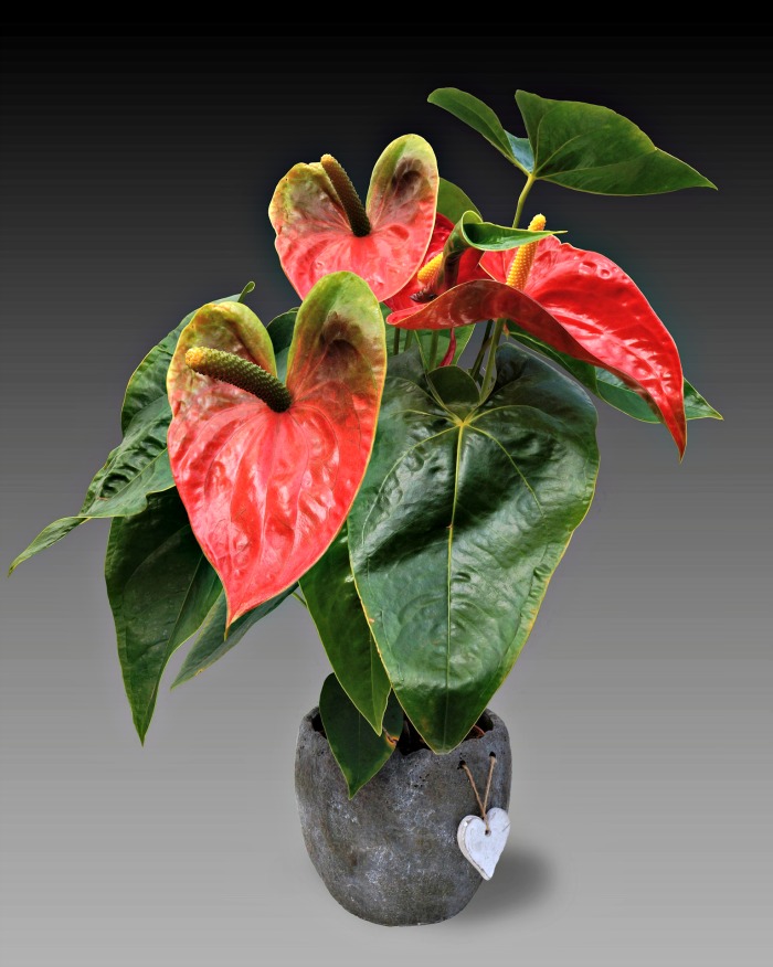 Anthurium é uma bela planta interna florida.