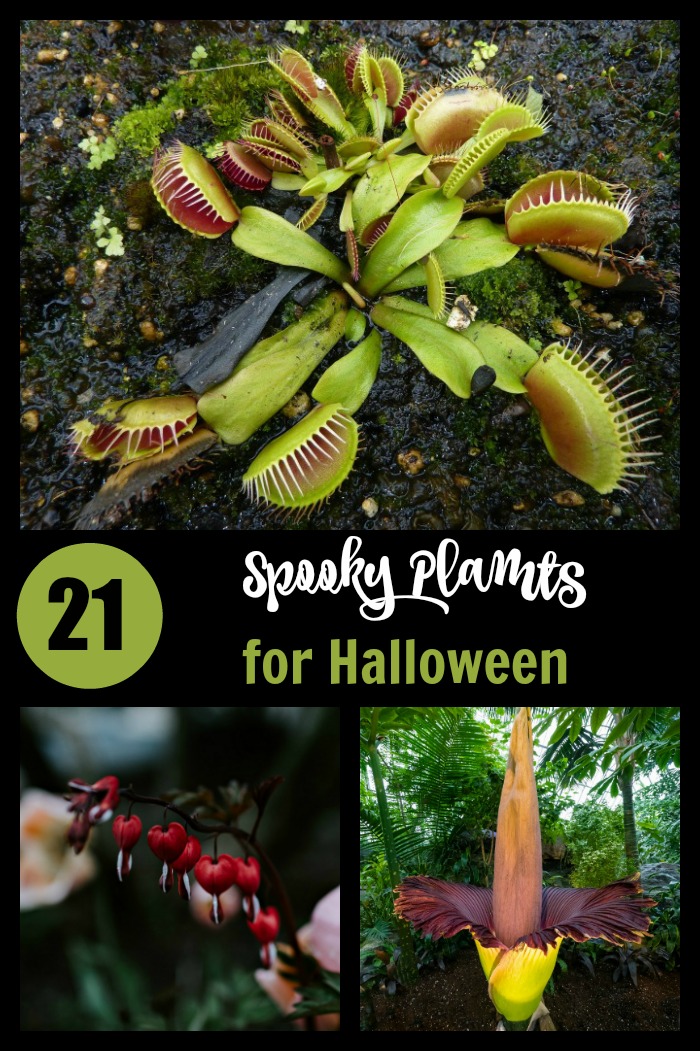 221 plantas assustadoras de Halloween