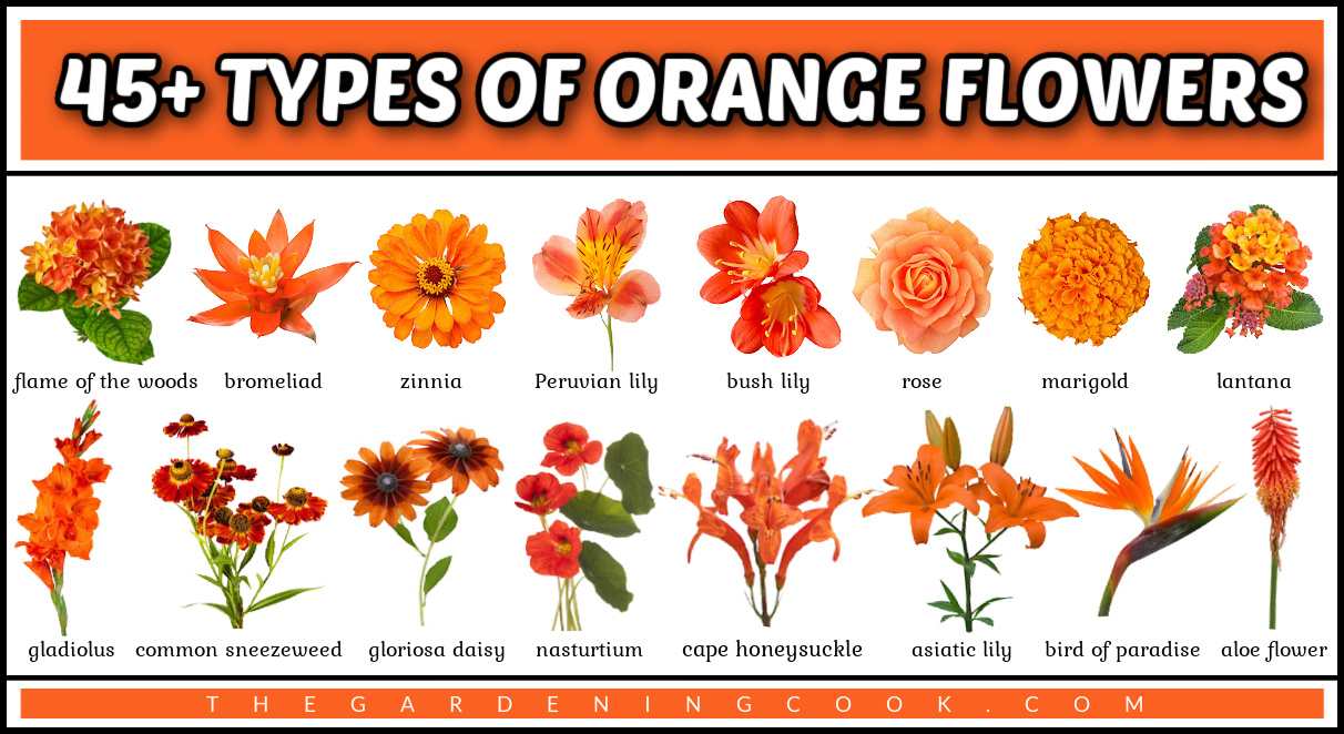 Tipos de flores laranjas Sobreposição de texto no topo que diz 45+ tipos de flores laranjas, acima de 16 fotos diferentes de flores laranjas com os nomes abaixo de cada uma.