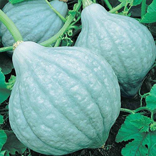 Sementes de Abóbora Inverno Blue Hubbard - 4 Oz - Não-OGM, Herança - Plante essas Sementes de Jardim de Vegetais para crescer plantas como Culturas Armadilha para Insetos da Abóbora