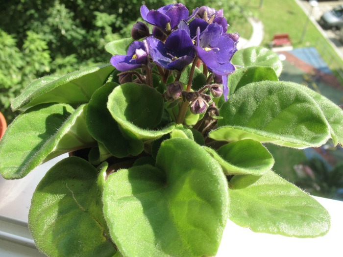 Violeta africana com flores roxas