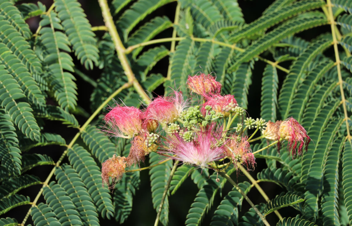 Folhas e flores de uma árvore de mimosa, parecidas com samambaias.