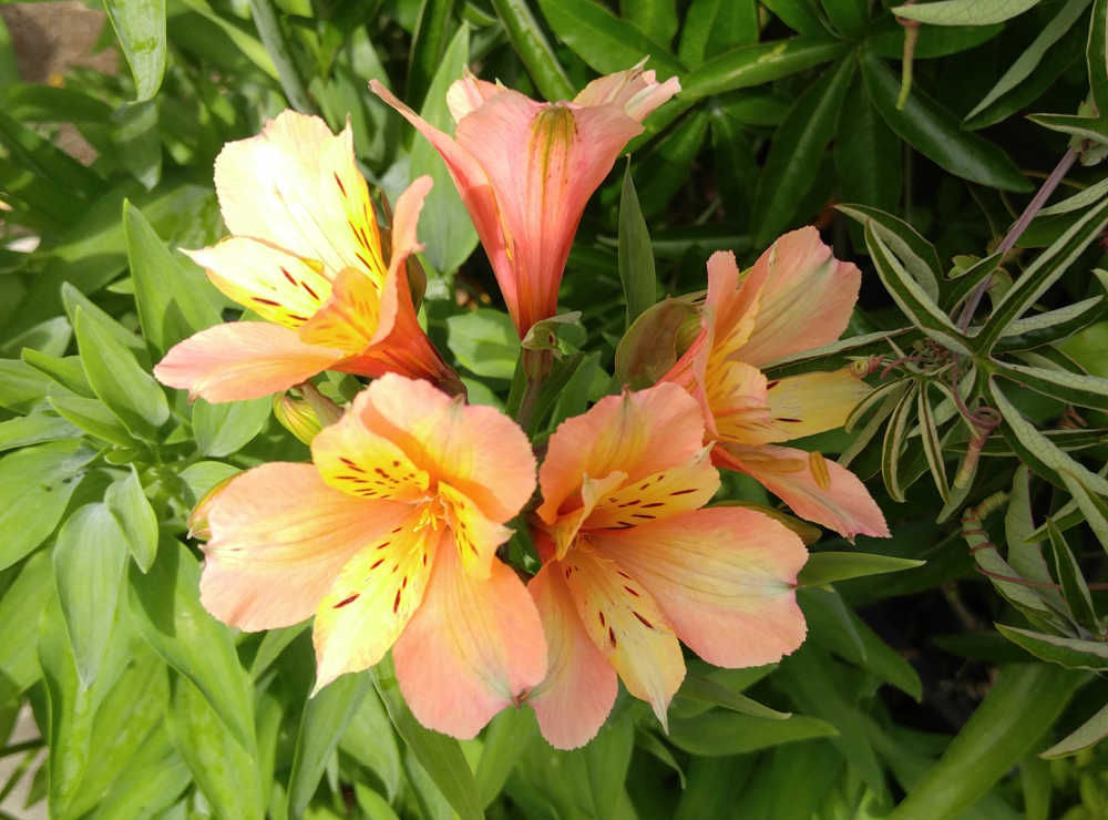 Flores laranja/amarelas de um lírio-do-peru.