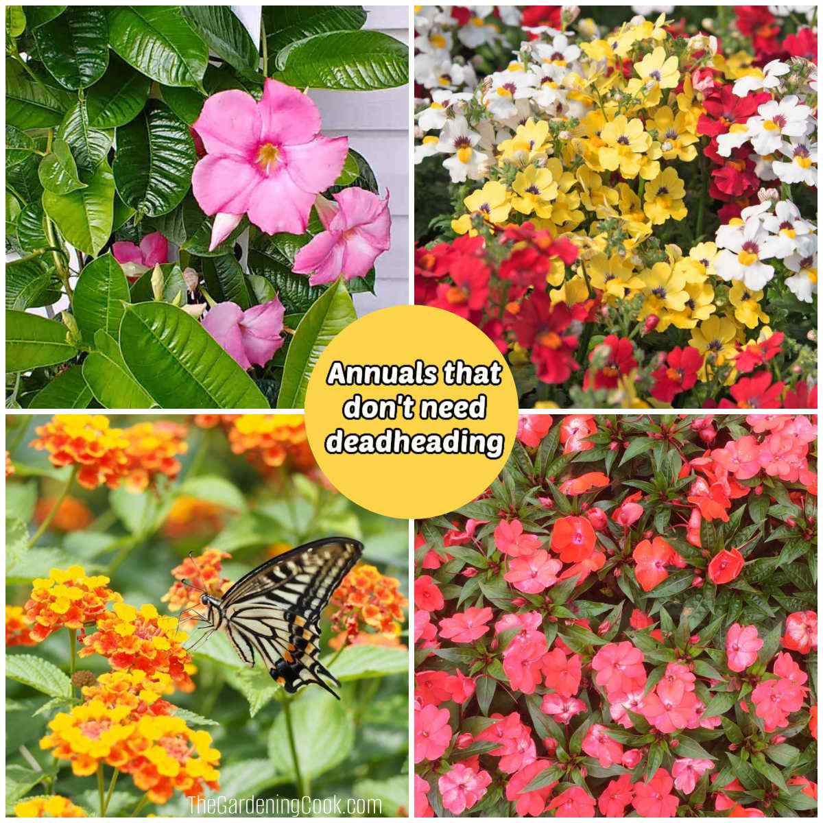 Mandelvilla, nemesia, lantana e impatiens em uma colagem com um bloco de texto amarelo que diz anuais que não precisam de deadheading.