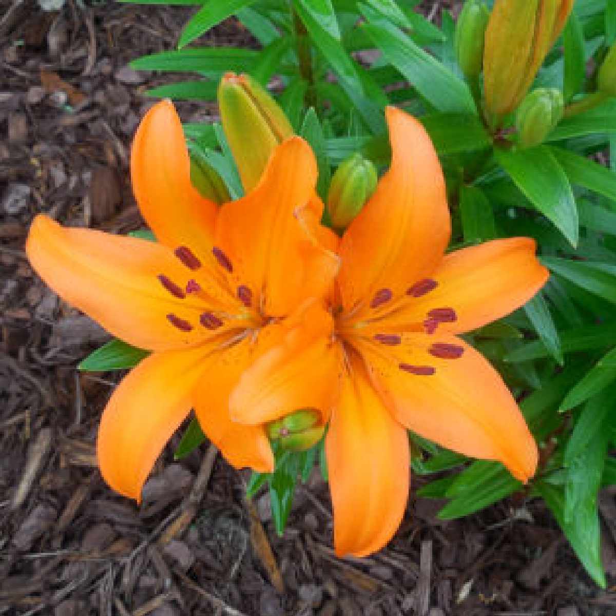 Lírio-asiático (Lilium asiatic) Dois lírios-asiáticos laranja e sua folhagem sobre uma cobertura morta escura.