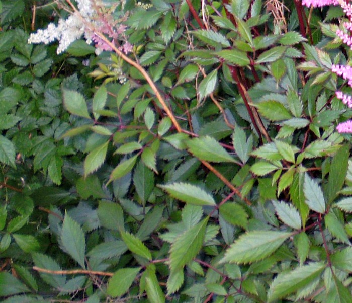 Close nas folhas brilhantes e nas flores rosa e brancas do astilbe perene.