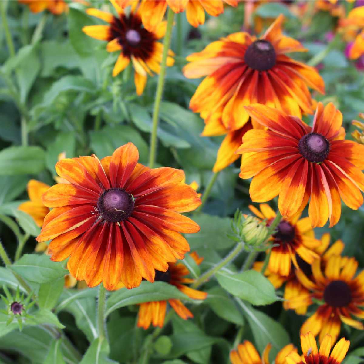 Margarida gloriosa 'Autumn Colors' (Rudbeckia hirta 'Autumn Colors’) Um cacho de susan-de-olhos-negros laranjas, especificamente uma variedade chamada Rudbeckia hirta Autumn Colors.